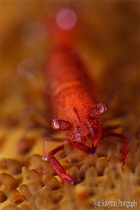 Starfish Shrimp / red / - Zenopontonia soror (no crop) by Iyad Suleyman 